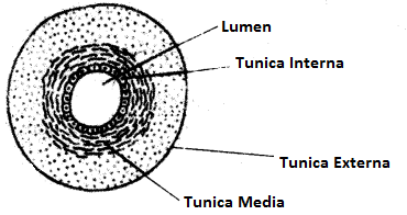 ICSE Biology Question Paper 2011 Solved for Class 10 - 5