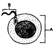 ICSE Biology Question Paper 2011 Solved for Class 10 - 6