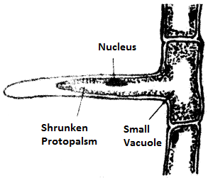 ICSE Biology Question Paper 2011 Solved for Class 10 - 8