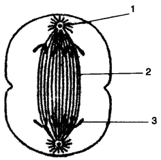 ICSE Biology Question Paper 2011 Solved for Class 10 - 9