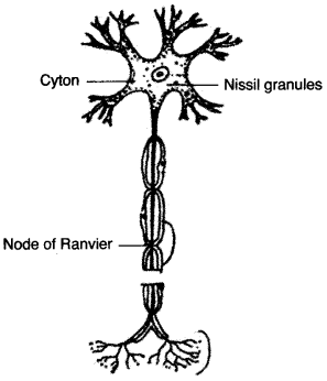 ICSE Biology Question Paper 2012 Solved for Class 10 - 14