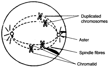 ICSE Biology Question Paper 2012 Solved for Class 10 - 15