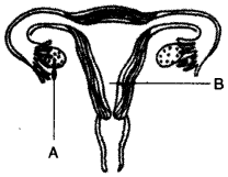 ICSE Biology Question Paper 2012 Solved for Class 10 - 9