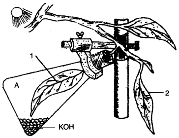 ICSE Biology Question Paper 2013 Solved for Class 10 - 1