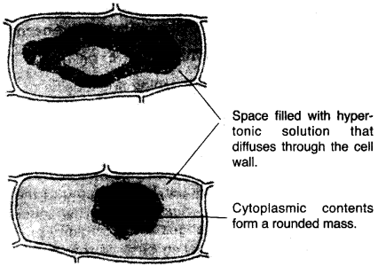 ICSE Biology Question Paper 2013 Solved for Class 10 - 11