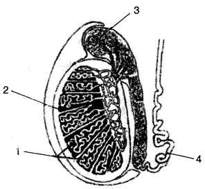 ICSE Biology Question Paper 2013 Solved for Class 10 - 2