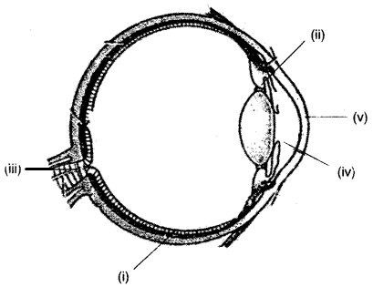 ICSE Biology Question Paper 2013 Solved for Class 10 - 3