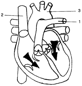 ICSE Biology Question Paper 2013 Solved for Class 10 - 8