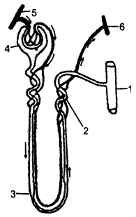 ICSE Biology Question Paper 2014 Solved for Class 10 - 10