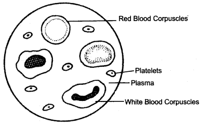 ICSE Biology Question Paper 2014 Solved for Class 10 - 3