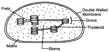 ICSE Biology Question Paper 2014 Solved for Class 10 - 6