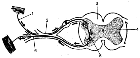 ICSE Biology Question Paper 2014 Solved for Class 10 - 7