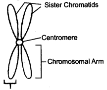 ICSE Biology Question Paper 2014 Solved for Class 10 - 9