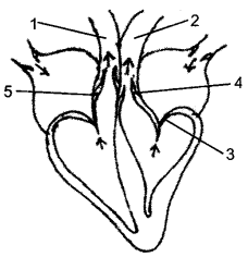 ICSE Biology Question Paper 2015 Solved for Class 10 - 11