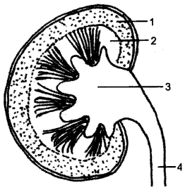 ICSE Biology Question Paper 2015 Solved for Class 10 - 6