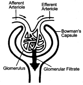 ICSE Biology Question Paper 2015 Solved for Class 10 - 7