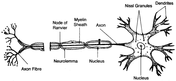 ICSE Biology Question Paper 2015 Solved for Class 10 - 8