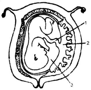 ICSE Biology Question Paper 2016 Solved for Class 10 - 10