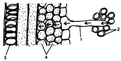 ICSE Biology Question Paper 2016 Solved for Class 10 - 3