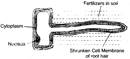 ICSE Biology Question Paper 2016 Solved for Class 10 - 4