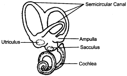 ICSE Biology Question Paper 2016 Solved for Class 10 - 7