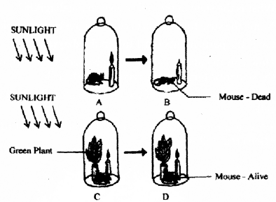 ICSE Biology Question Paper 2017 Solved for Class 10 - 10