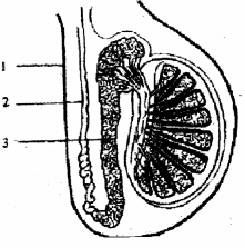 ICSE Biology Question Paper 2017 Solved for Class 10 - 12