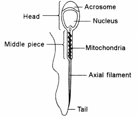 ICSE Biology Question Paper 2017 Solved for Class 10 - 13