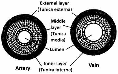 ICSE Biology Question Paper 2017 Solved for Class 10 - 15