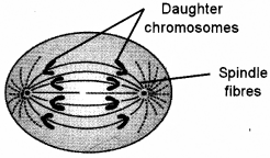 ICSE Biology Question Paper 2017 Solved for Class 10 - 6