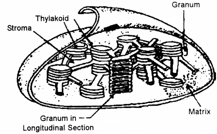 ICSE Biology Question Paper 2018 Solved for Class 10 - 10