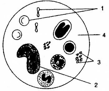 ICSE Biology Question Paper 2018 Solved for Class 10 - 14