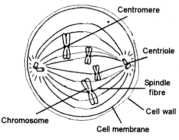 ICSE Biology Question Paper 2018 Solved for Class 10 - 5