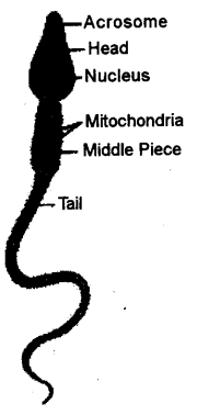 ICSE Biology Question Paper 2018 Solved for Class 10 - 7