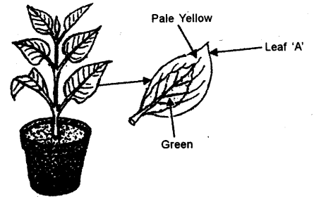 ICSE Biology Question Paper 2018 Solved for Class 10 - 8