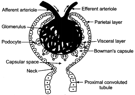 ICSE Solutions for Class 10 Biology – The Excretory System 11