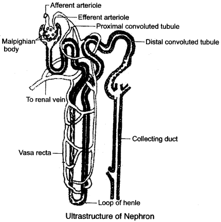 ICSE Solutions for Class 10 Biology – The Excretory System 13