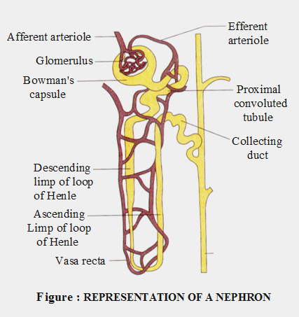 ICSE Solutions for Class 10 Biology – The Excretory System 14