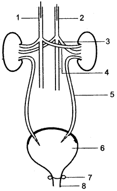 ICSE Solutions for Class 10 Biology – The Excretory System 2