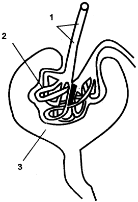 ICSE Solutions for Class 10 Biology – The Excretory System 3