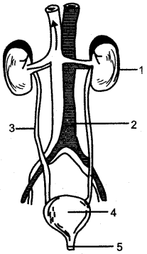 ICSE Solutions for Class 10 Biology – The Excretory System 4