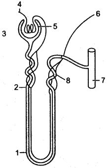 ICSE Solutions for Class 10 Biology – The Excretory System 5