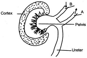 ICSE Solutions for Class 10 Biology – The Excretory System 6