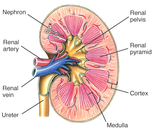 ICSE Solutions for Class 10 Biology – The Excretory System 8