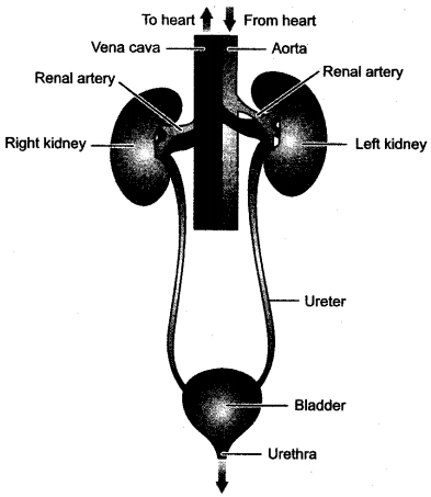 ICSE Solutions for Class 10 Biology – The Excretory System 9