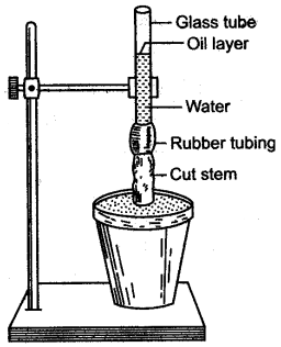 ICSE Solutions for Class 10 Biology - Absorption by Roots 12