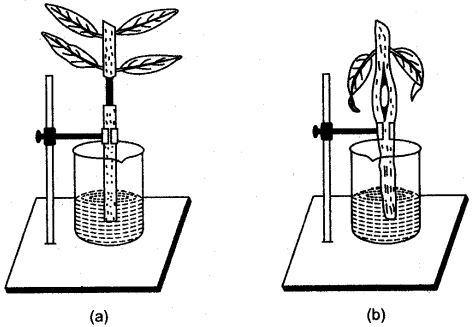 ICSE Solutions for Class 10 Biology - Absorption by Roots 13