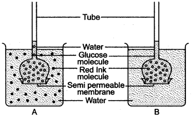 ICSE Solutions for Class 10 Biology - Absorption by Roots 17