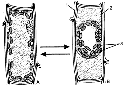 ICSE Solutions for Class 10 Biology - Absorption by Roots 2