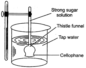 ICSE Solutions for Class 10 Biology - Absorption by Roots 20